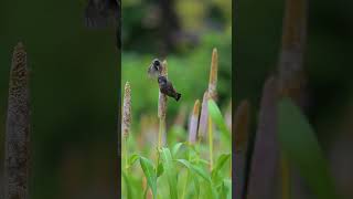 Red wattled bulbul birds bird birds bulbulbird shorts [upl. by Vlada]