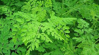 The numerous benefits derived from the Moringa tree [upl. by Melmon]