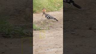 HUD HUD the hoopoe bird hudhud cute [upl. by Onder]