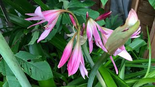 Crinum Powellii a beautiful Summer flowering bulb [upl. by Mak]