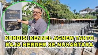 KONDISI KENNEL AGNEW TANTO SANG RAJA HERDER SENUSANTARA SELAMA PANDEMI [upl. by Helsell]