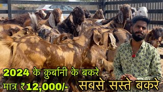 ₹12000How to start goatfarming Indias largest goat farmingnational bakra king goat farm [upl. by Pietro]