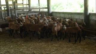 Commercial Small Stock Rearing [upl. by Waterer311]