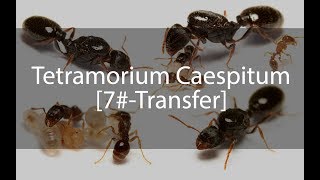 Tetramorium Caespitum Journal  Günlük  7 [upl. by Dierdre]