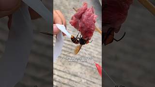 Deadly Hunt The Hornets Last Day！shorts youtubeshorts shortvideo funny hornet amazing [upl. by Yxel]