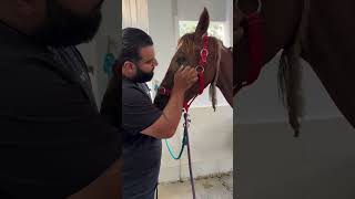 save the horse on the street… horse animalrescuer lovehorses animalsrescuer animals rescue [upl. by Fugate]