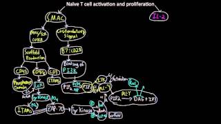 Naive T cell activaton and proliferation map [upl. by Anazraf]