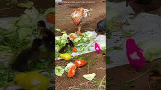 புதிய கோழிகுஞ்சுகளுக்கு அம்மா வந்தாச்சுchicks nattukolivalarpu nattukoli rabbit rabbitfarming [upl. by Aimee]