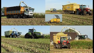 Loonbedrijf Reimink hakselt mais met Claas Dewa Terberg NH MF en Claas Challenger [upl. by Ley]