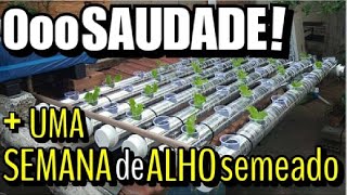 ● A VELHA BANCADA DE PVC  E UMA SEMANA DE ALHO SEMEADO [upl. by Rozamond]