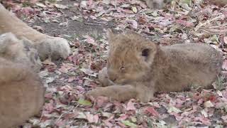 Ulusaba Lodge  Kruger Park  South Africa  Lion Pride  8 September 2023 [upl. by Ahseital]