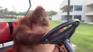 After Dark Orangutan Driving Golf Cart [upl. by Nylak]