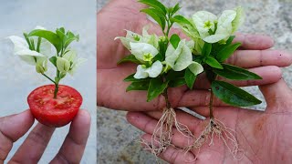 Grow Bougainvillea from cuttings Easy Method  How to grow bougainvillea [upl. by Ellennod]