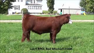 Lot 9 RPCC Red Mischief 266M [upl. by Breed]