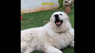 Kuvasz  Best Guard Dog youtubeshorts youtube ytshorts [upl. by Isnan]