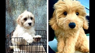 Cavachon vs Cavapoo Puppies and Full Grown Dogs  Similarities and Differences [upl. by Georgiana36]