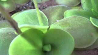 Pinguicula x Tina  Plantas Carnivoras em HD [upl. by Kandy]