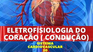 ELETROFISIOLOGIA DO CORAÇÃO  CONDUÇÃO  SISTEMA CARDIOVASCULAR 20 [upl. by Anila]