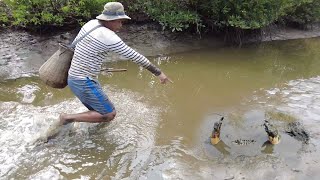 I Found Big Huge Mud Crabs at Swamp  So Big Mud Crabs [upl. by Whitver]