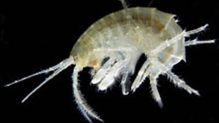 SCUDS How and why cultivating freshwater amphipods is a great idea [upl. by Emmanuel]