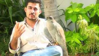 Falconry in Pakistan an introduction [upl. by Priscella]