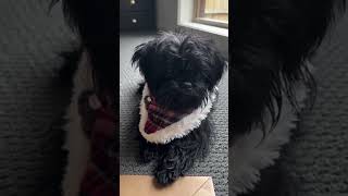 Affenpinscher animals shortsfeed affenpinscher viralvideo fyp shorts [upl. by Diamond]