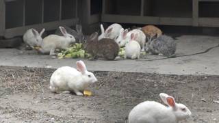 Rabbits of Bangladesh বাংলাদেশী খরগোস [upl. by Liuka]