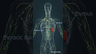 Lymphatic system spleen anatomy meded short [upl. by Mendes472]