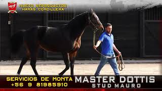 Spot stud Mauro Master Dottis  Servicios de Monta Futuros Campeones 2024 [upl. by Ahoufe644]