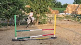 Gonzo Andalusian horse  PRE jumping training [upl. by Alisun]