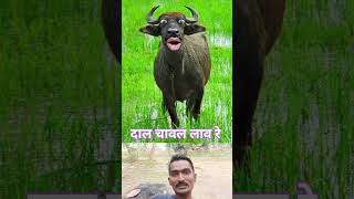 दालचावललेआओरेbufflobuffalowVillageattractionMistuShorts [upl. by Nivonod377]