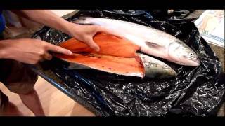 How to fillet a sockeye salmon [upl. by Nanon]