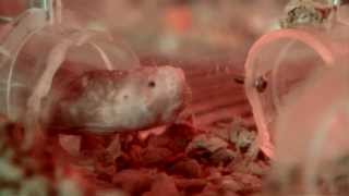 The Inner Beauty of Naked Mole Rats [upl. by Frazier]