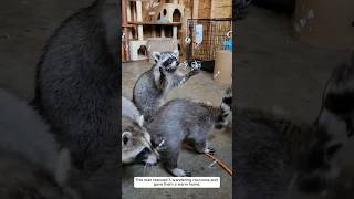 This man rescued five wandering raccoons and gave them a warm home animalshorts shortvideo [upl. by Sobel]