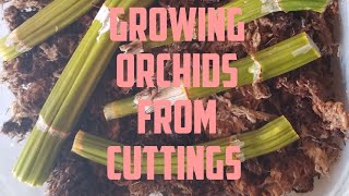 How to Propagate Orchids July 2020 [upl. by Ettennahs797]