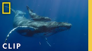 Witness a humpback whale birth caught on camera in Hawaii  National Geographic [upl. by Repinuj]