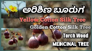 ಬೂರುಗ Butter Cup Tree Yellow Silk Cotton Tree [upl. by Eninnej]