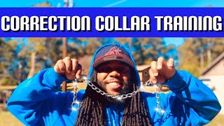 American Bully Correction Collar Training [upl. by Icram]