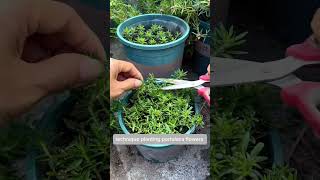 Plant portulaca flower youtubeshorts gardening portulaca bonsai plants [upl. by Rosenwald]