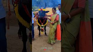 THAI PONGALUM PONGUTHU youtube tamil bull jallikattu kangayamkalai cow love [upl. by Ihcelek39]