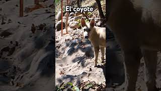 El llamado salvaje coyote dogslife firulais hund cane perros caninos dogslife mexican dog [upl. by Nnylhtak]