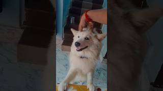 Indian spitz dog  🐶 cuteness doglover minivlog citebaby indianspizedog [upl. by Emmerie]