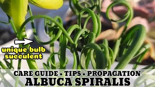 136 ALBUCA SPIRALIS FRIZZLE SIZZLE PLANT SUCCULENT CARE GUIDE  Succulent Care Tips 다육식물 Suculentas [upl. by Prouty]