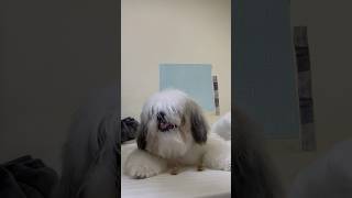 Shihtzu Eats Dental Sticks [upl. by Jala]