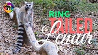 RING TAILED LEMUR [upl. by Rapsag214]