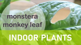 Repotting the pretty monstera monkey leaf philodendron [upl. by Cavil325]