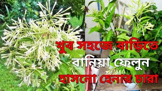 How To Propagat Night Queen Jasmine Plant  Jasmin Plant care  Best Scented Flower Plant [upl. by Lotta]