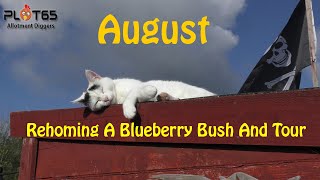 Rehoming A Blueberry Bush And Tour [upl. by Penney]