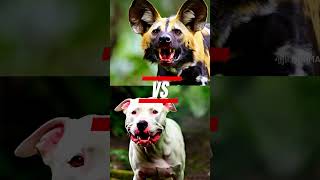 Wild Dogs VS Pitbull VS Doberman wilddogs pitbull shorts [upl. by Annaohj]