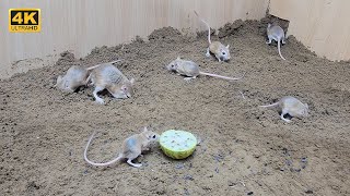 Cat 😺 TV mouse sand grabbing squeaking and plying  8 hour mice video for cats to watch 4k [upl. by Aneehsar752]